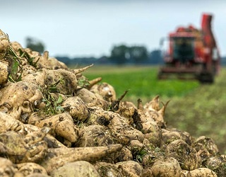 «Укрпромінвест-Агро» зібрав рекордний урожай цукрових буряків
